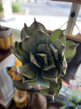 Load image into Gallery viewer, Foam Floral - Large Succulent

